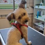 IMG-20250322-WA0001 (1)